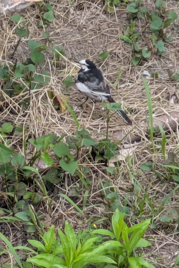 朝活中に出会った鳥