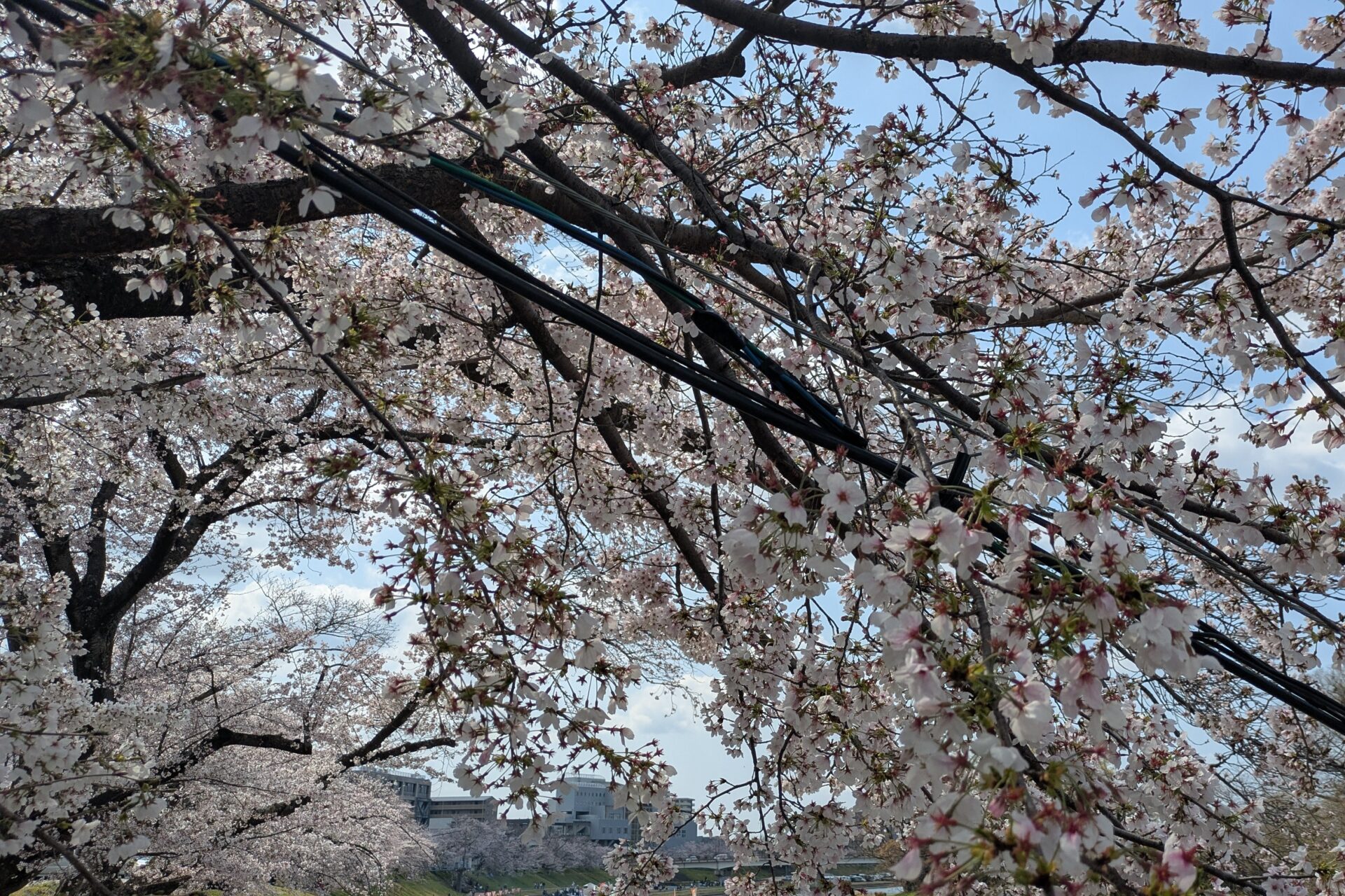 【エッセイ】気づけば冷めていた。(R8.4.2)